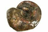 Iridescent Ammonite Fossil Preserved In Precious Ammolite! #222714-1